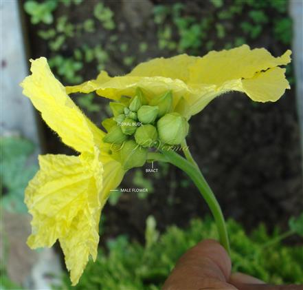  Male Inflorescence